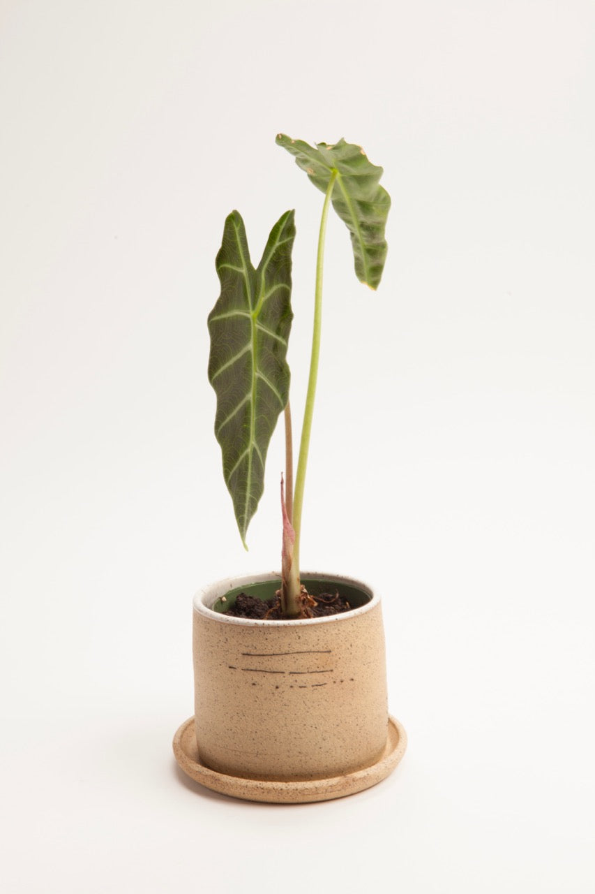 Small Planters