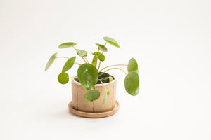 Small Planters