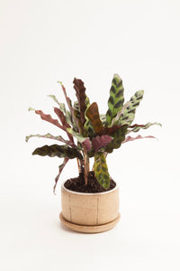 Small Planters