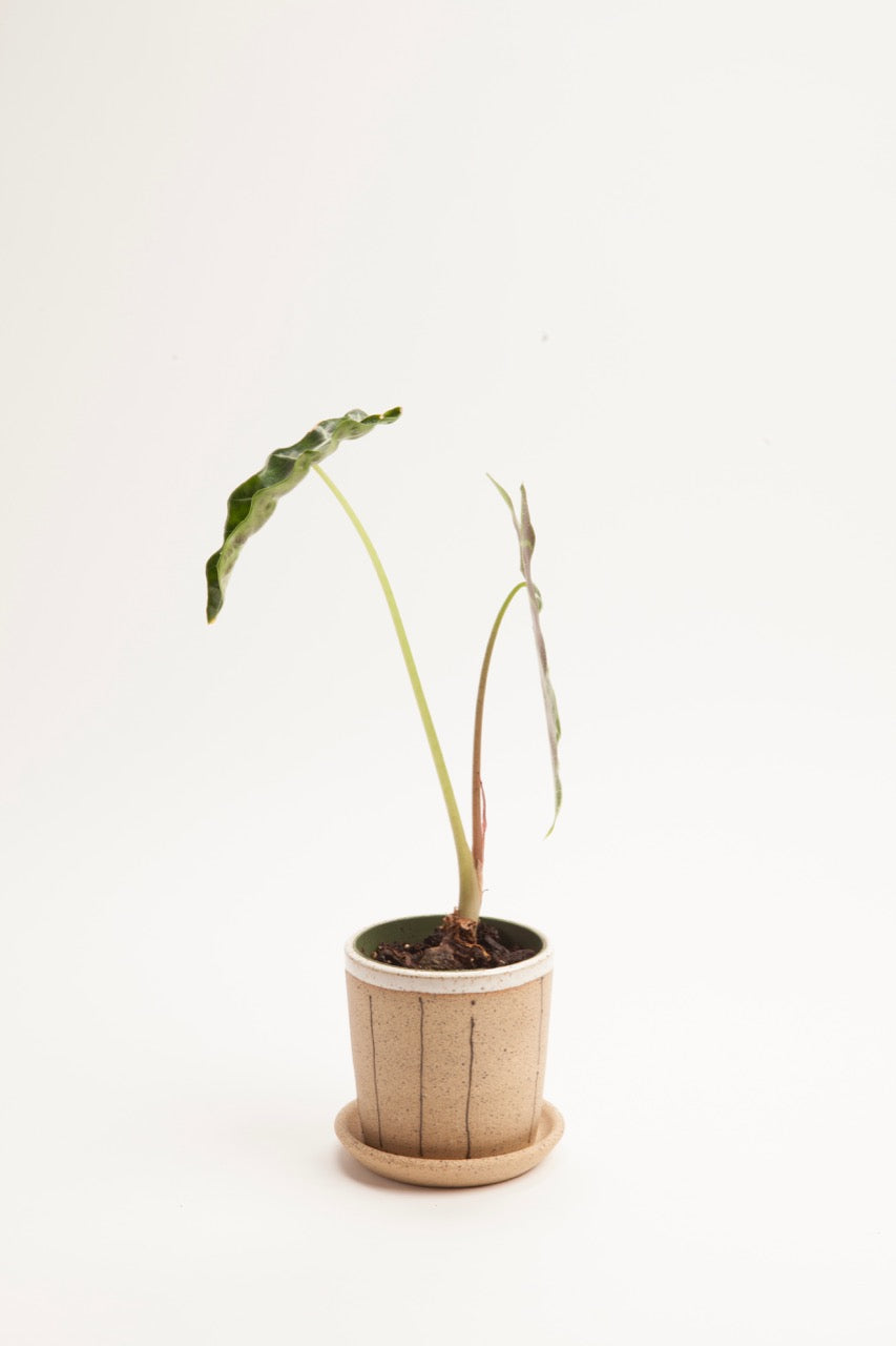 Small Planters