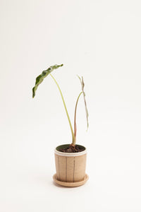 Small Planters
