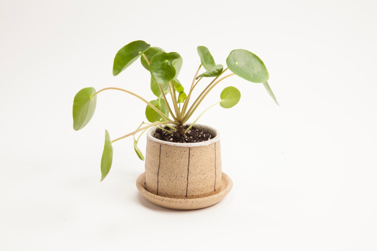 Small Planters