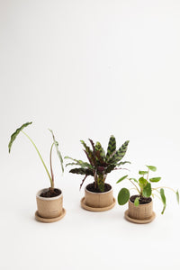 Small Planters