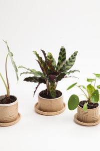 Small Planters