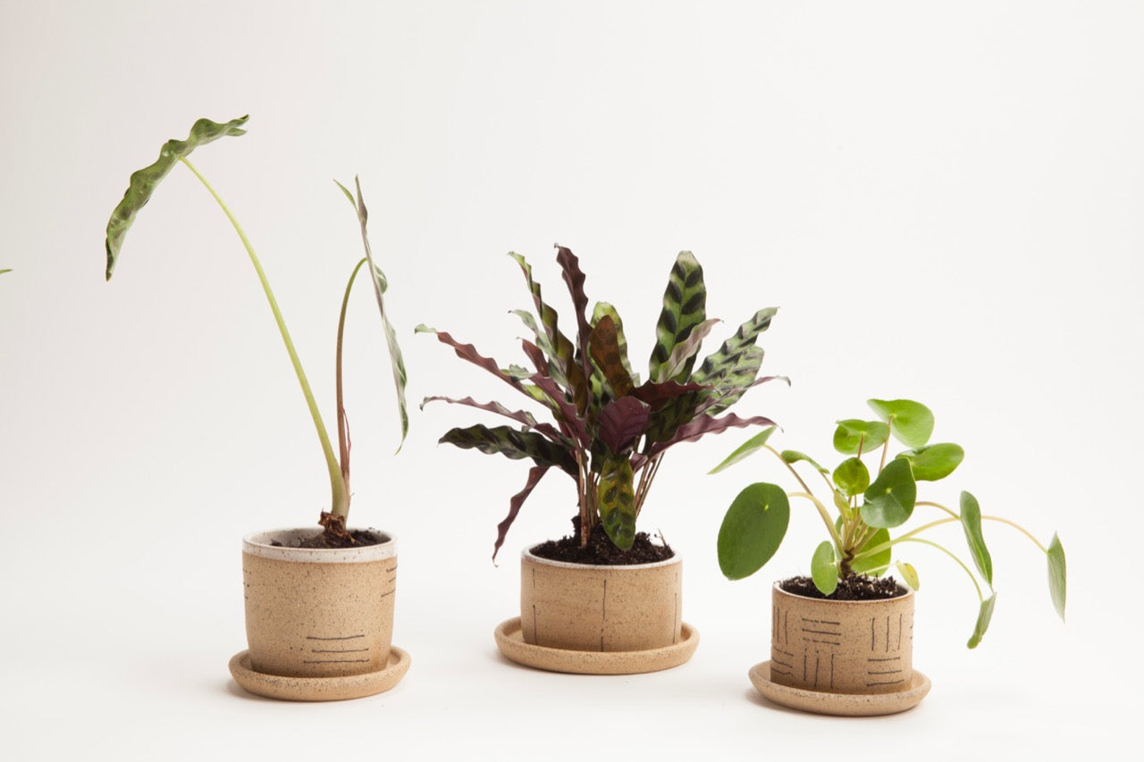 Small Planters