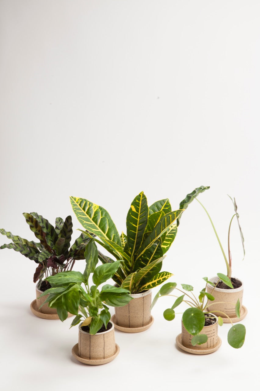 Small Planters